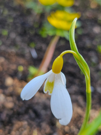 Galanthus plicatus ´WENDY´S GOLD´